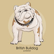 Dog breed bulldog is standing on a beige background