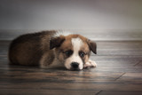 Fototapeta Konie - Pedigree dog sleeps on an old wooden floor. Puppy 1 month.