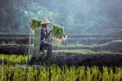 Cuadros en Lienzo Farmers grow rice in the rainy season