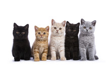 Row Of Five British Shorthair Cats / Kittens Sitting Isolated On White Background