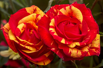 Poster - Two red roses with yellow