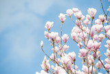 Fototapeta Tulipany - magnolia