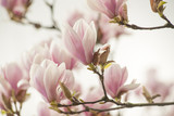Fototapeta Tulipany - magnolia