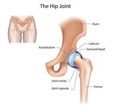 Hip Joint Structure, Labelled 