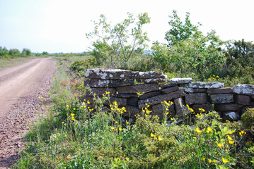 Yellow flowers by roadside