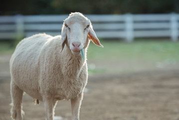 Close up of sheep eating grass with curious face.