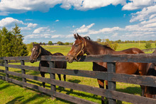 Horses At Horse Farm