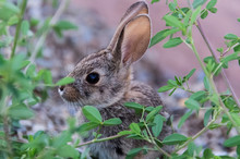 Side Profile Portrait Of Cute Wild Desert Cottontail Rabbit With Big Ears And Green Plants