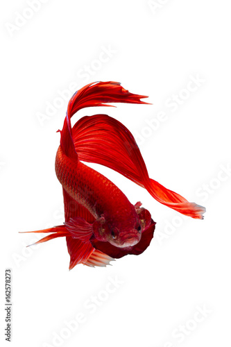 Isolated Veil Tail Betta Fish On White Background Buy This Stock Photo And Explore Similar Images At Adobe Stock Adobe Stock