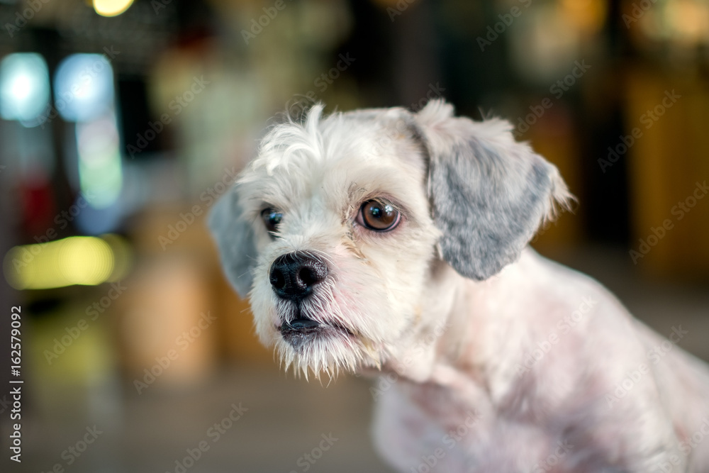 Short Hair Shih Tzu Hound Short Hair White Shih-Tzu Dog Gaze At Something With Blurred Background  Stock Photo Adobe Stock