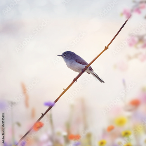 Blue-gray Gnatcatcher  on a branch
