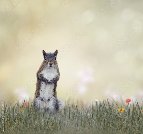 Eastern gray squirrel