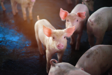 Wall Mural - Small piglet in the farm. Group of Pig indoor on a farm yard in Thailand. swine in the stall. Close up eyes and blur.