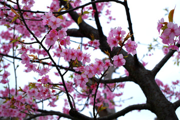 Wall Mural - plum blossom in japan