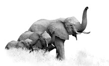 Art, Black And White Photo Of Three African Bush Elephants, Loxodonta Africana, From Adults To Newborn Calf, Coming Togther With Trunks Raised, Isolated On White With A Touch Of Environment.Kruger.