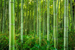 canvas print picture - Bamboo forest of Arashiyama near Kyoto, Japan