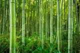 Fototapeta Sypialnia - Bamboo forest of Arashiyama near Kyoto, Japan