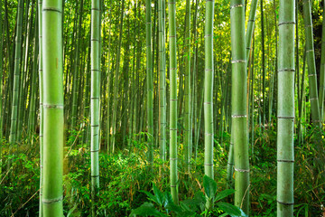 Bamboo forest of Arashiyama near Kyoto, Japan