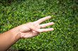 © Blackbird6911 - hand symbol  in the garden