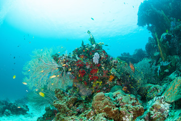 Wall Mural - Wonderful and beautiful landscape underwater world with corals, fish and sunlight