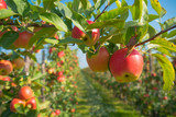 apple orchard before harvesting