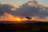 Fototapeta Sawanna - sunset Galicia