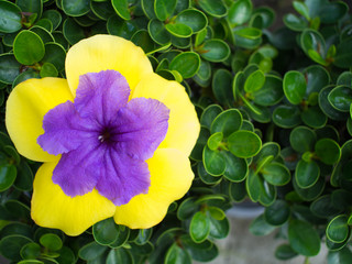 Purple Flower in Yellow Flower