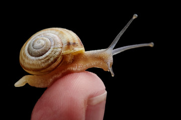 Little Snail sitting on a finger.Macro photography of snail