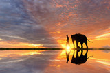 Fototapeta Zwierzęta - Elephant and Man hometown in the field on during sunrise ,Surin Thailand
