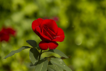 A rose is a woody perennial flowering plant of the genus Rosa, in the family Rosaceae, or the flower it bears. There are over a hundred species and thousands of cultivars.