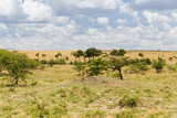Fototapeta Sawanna - impala or antelope with calf in savannah at africa