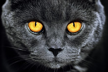 Closeup Of Beautiful Luxury Gorgeous Grey British Cat With Vibrant Eyes. Dark Background. Selective Focus.