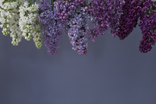 Lilac Flowers In Various Shades Of Purple