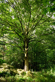 Fototapeta Sawanna - Sonniger Baum