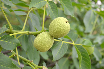Wall Mural - unripe walnut