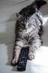 Siberian forest cat with TV remote control between paws.