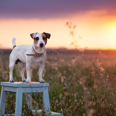 Wall Mural - Dog at summer