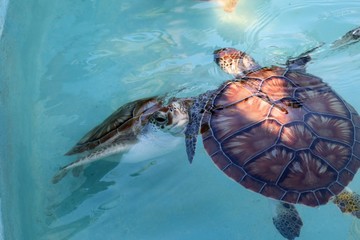 Two green turtles in a conservation pool in Cuba