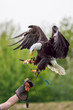 American bald eagle with falconer. Bird of prey at falconry display.