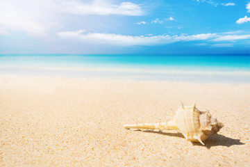 Canvas Print - shell on the sand beach