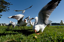 Seagulls Flying Against A Blue Sky