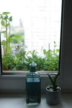 White Anemone In A Blue Bottle On The Windowsill