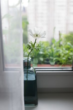 White Anemone In A Blue Bottle On The Windowsill