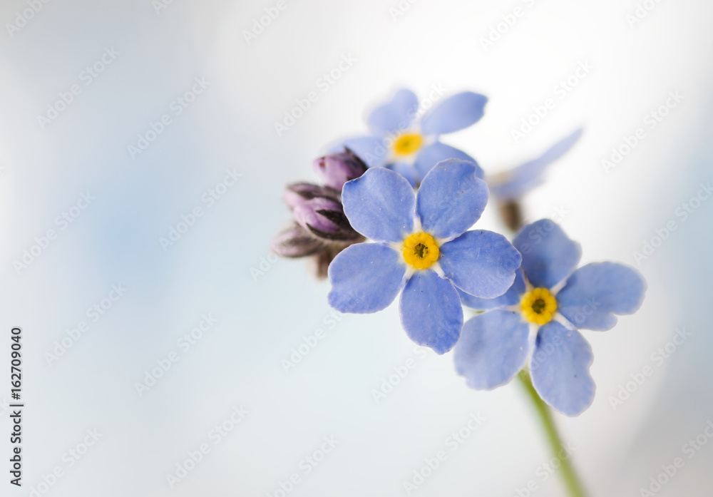 Close up of blooming  forget-me-not or myosotis  flower. - obrazy, fototapety, plakaty 