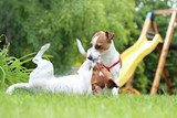 Fototapeta Psy - Psy bawią się w ogrodzie.