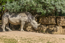 White Rhinoceros Or Square-lipped Rhinoceros (Ceratotherium Simum) Under Some Bushes With A Stone Wall On The Background - Front View