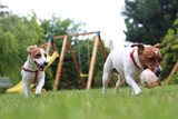Fototapeta Psy - Psy bawią się piłką w ogrodzie.