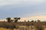 Fototapeta Sawanna - Dry landscape in the Kgalagadi Transfrontier National Park