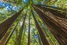 Giant Redwoods In Muir Woods National Monument Near San Francisco, California
