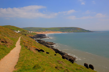 Canvas Print - South west coast path to Croyde Devon UK in summer with black sheep and sea